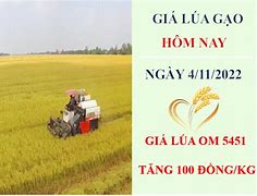 Giá Lúa Tươi 5451 Hôm Nay